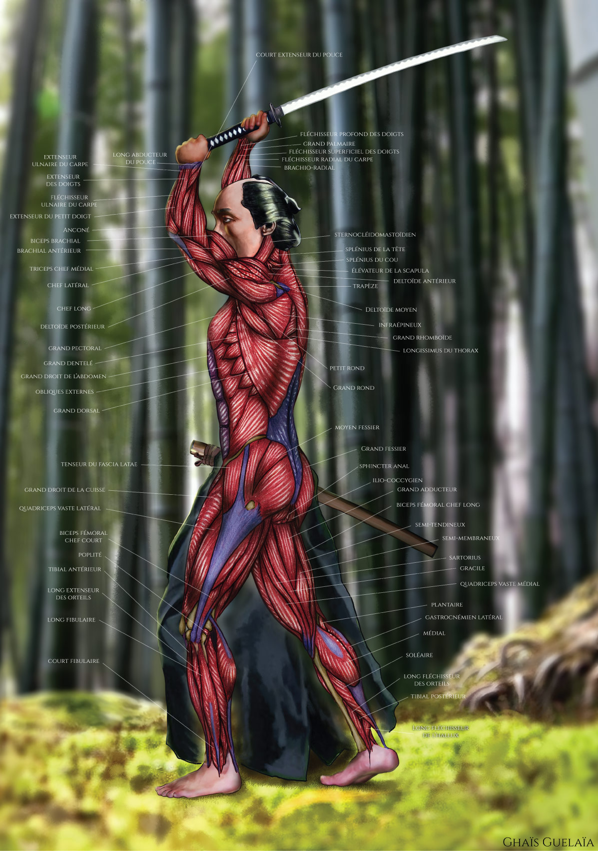 Anatomie-du-Samurai-65%