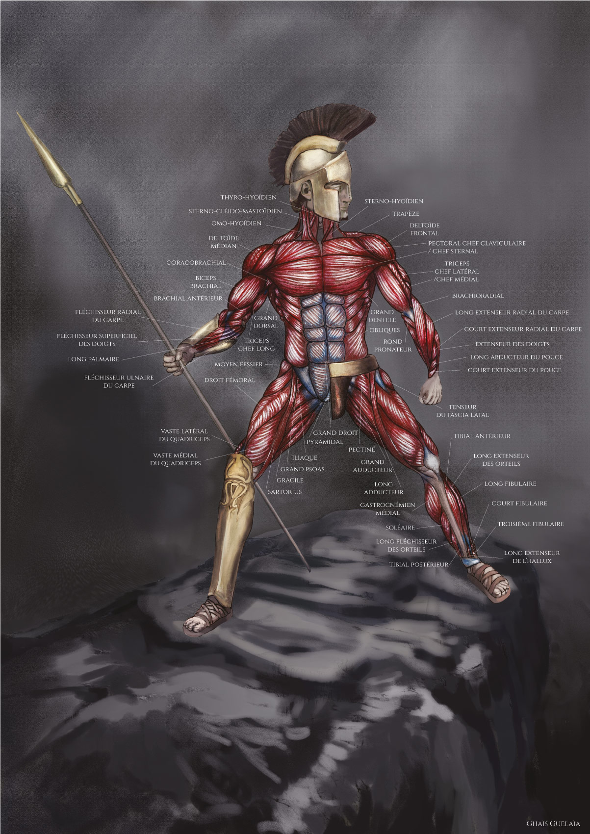 Anatomie-du-Spartiate-65%
