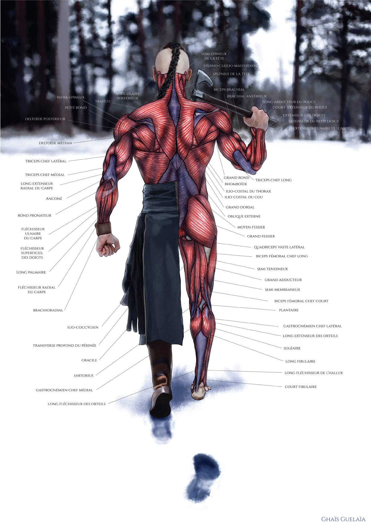Anatomie-du-Viking-65%